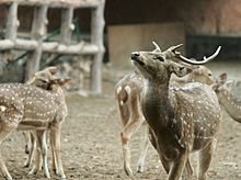 Chital in Jaipur zoo Chital in Jaipur zoo (2).jpg