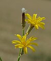 * Nomination Rush skeletonweed (Chondrilla juncea) --Robert Flogaus-Faust 21:08, 1 August 2023 (UTC) * Promotion  Support Good quality. --ParisTaras 21:19, 1 August 2023 (UTC)