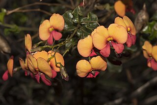 <i>Chorizema nervosum</i> Species of legume