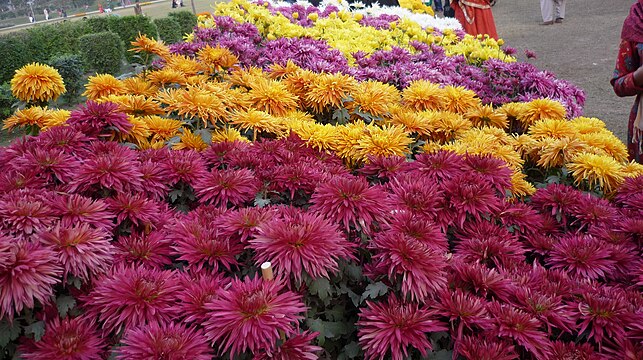 "Chrysanthemum-mix.jpg" by User:Jugni