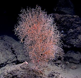 Calcaxonia Suborder of corals