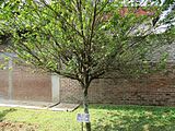 Chrysophyllum cainito (Star apple) tree in RDA, Bogra