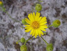 Chrysopsis floridana.jpg