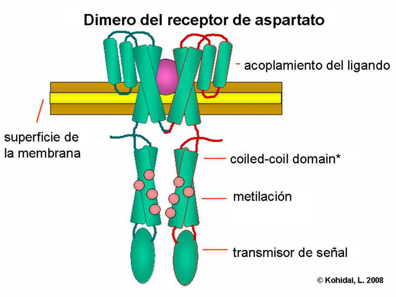 File:Chtx3a-esp.png