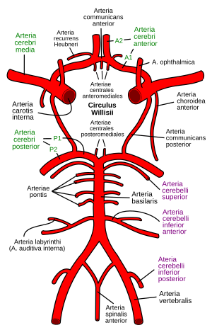 Arteriae labyrinthi