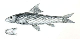 <i>Crossocheilus latius</i> species of fish