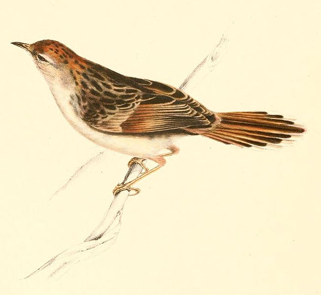 File:Cisticola tinniens 1838.jpg