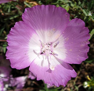 <i>Clarkia bottae</i> Species of flowering plant