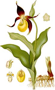 plate 419 Cypripedium calceolus