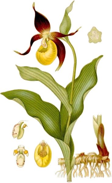 Fil:Cleaned-Cypripedium calceolus guckusko.jpg