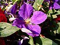 Symetrický květ plaménku (Clermatis) z čeledě pryskyřníkovité (Ranunculaceae).