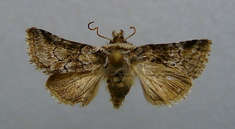 File:Cleonymia yvanii.jpg