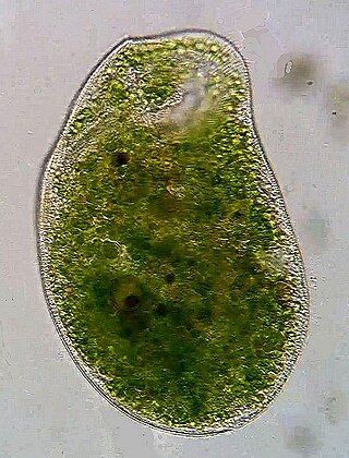 <i>Climacostomum virens</i> Species of single-celled organism