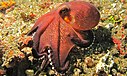 Amphioctopus marginatus près de l’île de Makawide, en Indonésie.