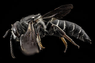 <i>Coelioxys dolichos</i> Species of bee