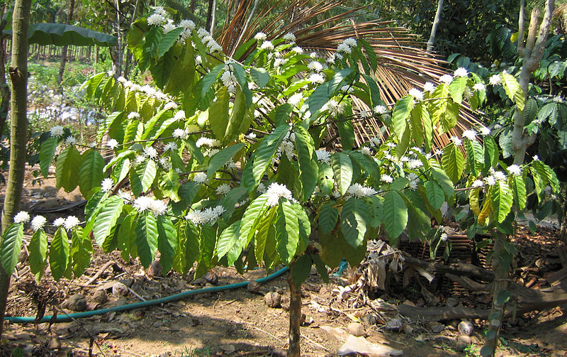 File:Coffee Flowers.jpg