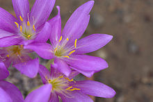 Colchicum boissieri GotBot 2015 004.jpg