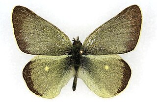 <i>Colias behrii</i> Species of butterfly