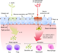 File:Commensals vs pathogens mechanisms.png