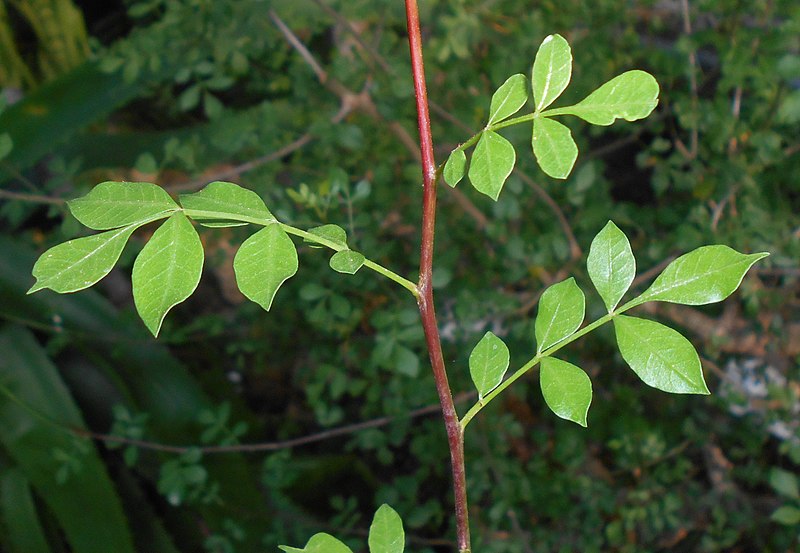 File:Commiphora abyssinica 2017-09-28 5302.jpg