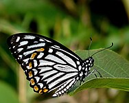 Papilio clytia f.dissimilis ailes repliées