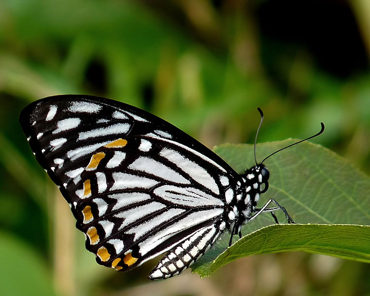 File:Common Mime Papilio clytia Form dissimilis by kadavoor.jpg