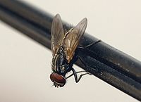 200px-Common_housefly_01.jpg