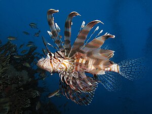 Common Lionfish Pterois miles