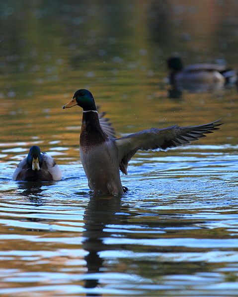 File:Compans lake - Anas platyrhynchos 04.JPG