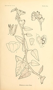 Contributions from the U.S. National Herbarium (1906) (20498532008).jpg