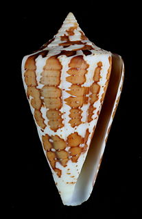 <i>Conus archon</i> species of mollusc