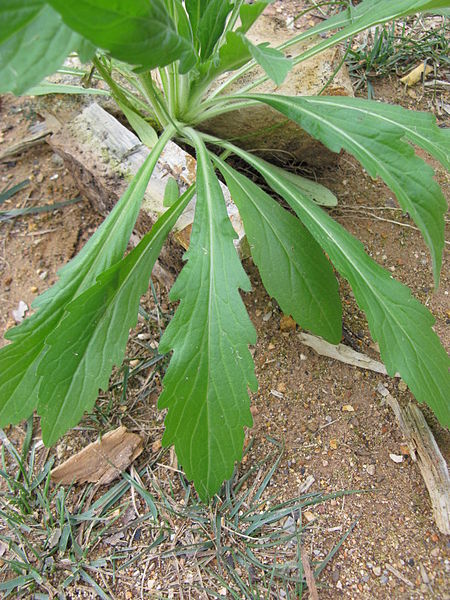 File:Conyza sumatrensis leaf1 Rylestone (15006775522).jpg