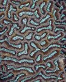 * Nomination Coral (Platygyra daedalea), Anilao, Philippines --Poco a poco 15:22, 27 June 2024 (UTC) * Promotion  Support Good quality. --Augustgeyler 17:41, 27 June 2024 (UTC)