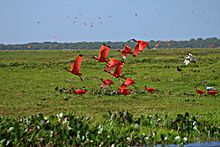 Scarlet Ibis in Los Llanos Region CorocorasLlanos.jpg