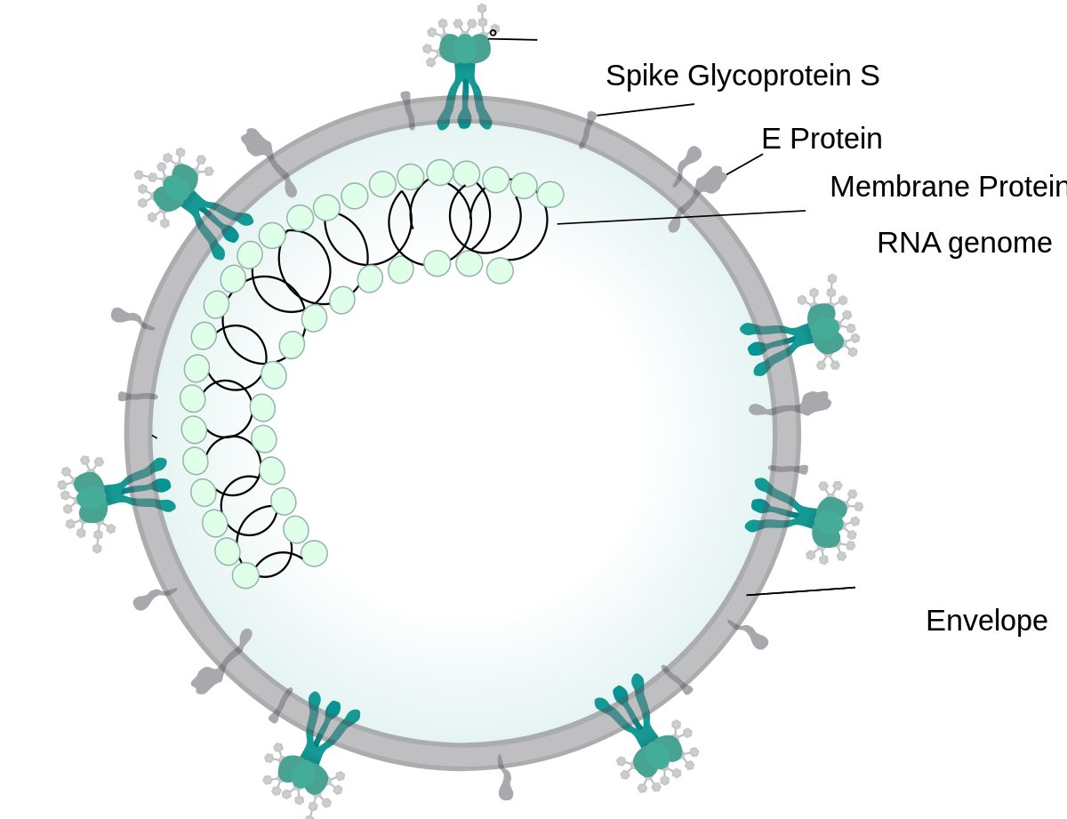 Coronavirus virion structure.svg