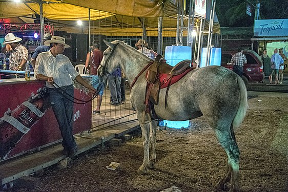 Cowboy with his horse at the bar