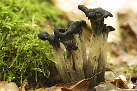 Craterellus cornucopioides (29282666045).jpg