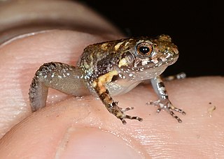 <i>Craugastor pygmaeus</i> species of amphibian