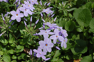 <i>Phlox stolonifera</i> species of plant