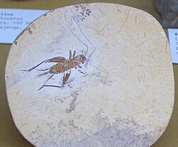 Fossil av en gresshoppe (Orthoptera) av Santana-formasjonen.