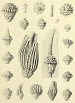 Miniatuur voor Bestand:Crinoidea fossils, The North American Crinoidea camerata (IA northamericancri03wach) (page 119 crop).jpg