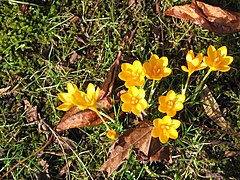 Crocus ancyrensis003.jpg