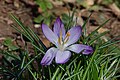 * Nomination Woodland crocus (Crocus tommasinianus) in Trois-Épis (Haut-Rhin, France). --Gzen92 15:56, 17 April 2021 (UTC) * Promotion  Support Good quality. --LexKurochkin 18:36, 17 April 2021 (UTC)