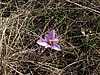 Crocus pallasii