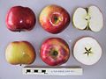 Cross section of Cutler Grieve, National Fruit Collection (acc. 1924-021).jpg