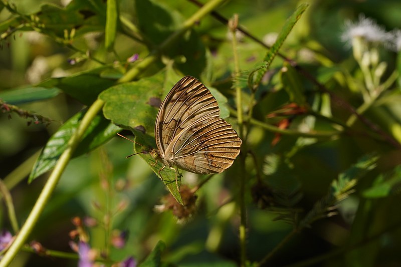 File:Cupha erymanthis 00352.jpg