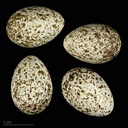 Sylvia undata (museum specimens) (Dartford warbler (undata)) eggs