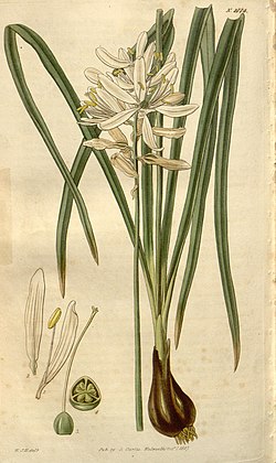 Curtis's botanical magazine (Plate 2774) (8611175240).jpg