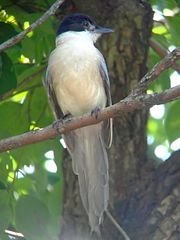 Cyanopica cyanus perched.jpg