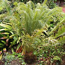 Cycas angulata-IMG 9664.JPG